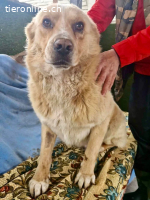 Trauriger Hugo sucht seine Familie