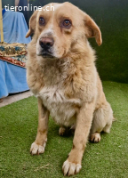 Trauriger Hugo sucht seine Familie