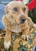 Trauriger Hugo sucht seine Familie