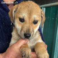 Treya sucht ihr Zuhause