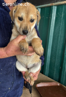 Treya sucht ihr Zuhause