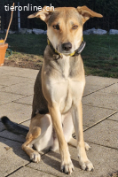 Trusky kann ein treuer Begleiter werden (3 Jahre)