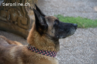 Tuca - ehr freundliche und menschenbezogene Hündin