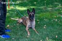 Tuca - ehr freundliche und menschenbezogene Hündin