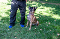 Tuca - ehr freundliche und menschenbezogene Hündin