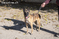 Tuca - ehr freundliche und menschenbezogene Hündin