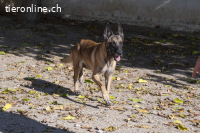 Tuca - ehr freundliche und menschenbezogene Hündin