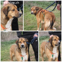 Tuna, w./kastr., geb. ca. 28.01.2020, Grösse: ca. 66cm