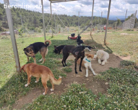 Tutti - wenn man ihm Vertrauen schenkt, gibt er alles zurück