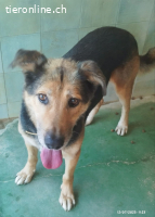 Tutti - wenn man ihm Vertrauen schenkt, gibt er alles zurück