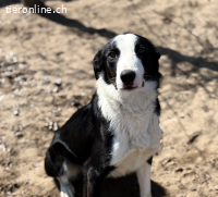 Tweed-2, lieber, verschmuster und menschenbezogener Rüde