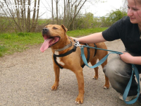 TYRELL, freundlicher Mischlingsrüde, ca. 10 Jahre, 49cm,23kg