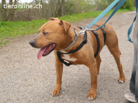 TYRELL, freundlicher Mischlingsrüde, ca. 10 Jahre, 49cm,23kg