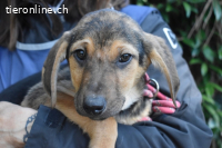 Ugoletto - Ein Plan muss her!