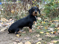 Uldin, entzückender, lieber und munterer Junghund