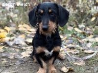 Uldin, entzückender, lieber und munterer Junghund