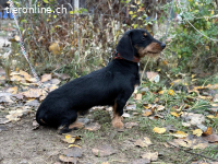 Uldin, entzückender, lieber und munterer Junghund
