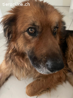 Ulisse, eine  Adoption des Herzens