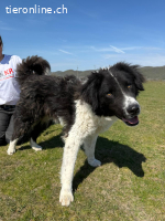 Unico – grosser Junge mit großem Herz sucht seinen Weg ?