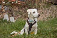 Unikat Balou – kurzbeiniger Labimix zum Verlieben