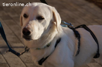 Unikat Balou – kurzbeiniger Labimix zum Verlieben