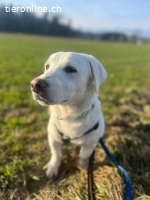 Unikat Balou – kurzbeiniger Labimix zum Verlieben