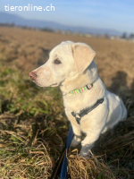 Unikat Balou – kurzbeiniger Labimix zum Verlieben