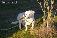 Unikat Balou – kurzbeiniger Labimix zum Verlieben