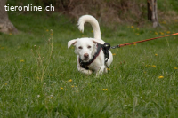 Unikat Balou – kurzbeiniger Labimix zum Verlieben