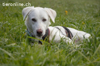 Unikat Balou – kurzbeiniger Labimix zum Verlieben