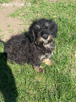 Unsere lieben Harley & Honey sucht sein Für-immer-Zuhause