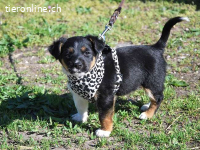 UWE, süßer Mischlingsbub, ca. 2 Monate