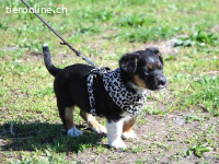 UWE, süßer Mischlingsbub, ca. 2 Monate