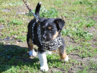 UWE, süßer Mischlingsbub, ca. 2 Monate