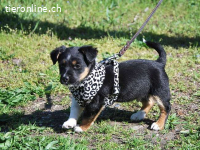 UWE, süßer Mischlingsbub, ca. 2 Monate