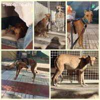 Valeria, w./kastr., geb. 12/2023, Größe: ca. 65 cm/23 kg