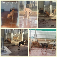 Valeria, w./kastr., geb. 12/2023, Größe: ca. 65 cm/23 kg