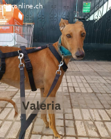 Valeria, w./kastr., geb. 12/2023, Größe: ca. 65 cm/23 kg