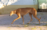 Valeria, w./kastr., geb. 12/2023, Größe: ca. 65 cm/23 kg