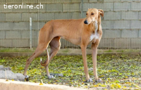 Valeria, w./kastr., geb. 12/2023, Größe: ca. 65 cm/23 kg