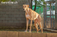 Valeria, w./kastr., geb. 12/2023, Größe: ca. 65 cm/23 kg