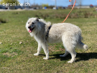 Vasco sucht ein Zuhause