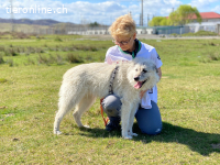 Vasco sucht ein Zuhause