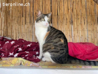 Verschmuste Lottie FIV+ (Wohnungskatze) sucht ihr Zuhause