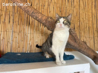 Verschmuste Lottie FIV+ (Wohnungskatze) sucht ihr Zuhause
