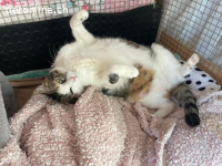 Verschmuste Lottie FIV+ (Wohnungskatze) sucht ihr Zuhause