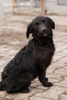 Verschmuste Olyvia sucht ihre Herzensmenschen