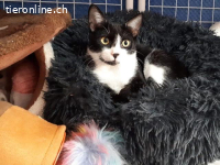 Verschmuster Katzenbub Miguel sucht streichelnde Hände