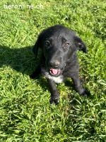 Verspielter Welpenjunge Vino sucht liebevolles Zuhause