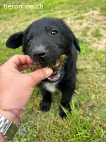 Verspielter Welpenjunge Vino sucht liebevolles Zuhause